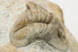 Niobella Lindstroemi Trilobite - Rare Species #200470-2